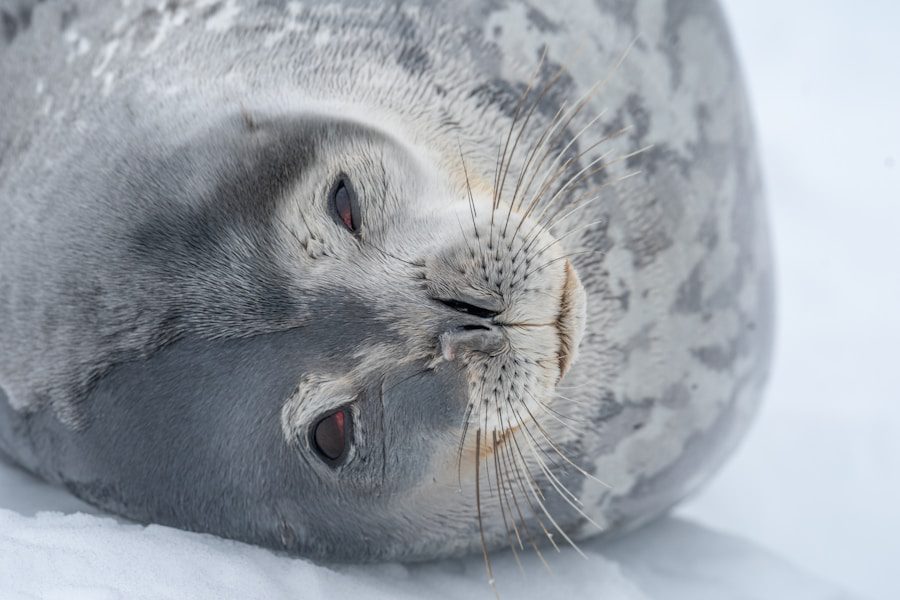 Certifica tus regalos ecológicos y destaca en el mercado con Rebiore