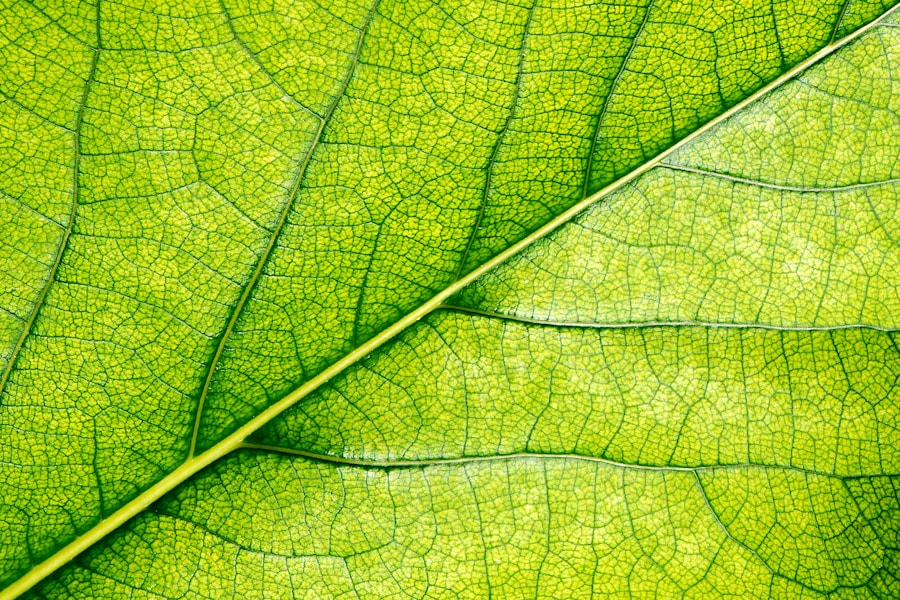 El camino hacia la sostenibilidad: sellos internacionales para clínicas privadas en LATAM